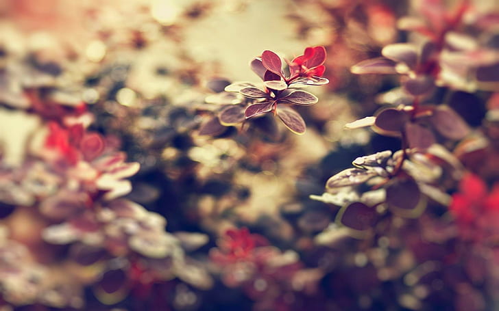 자연, 매크로, 꽃, 잎, HD 배경 화면