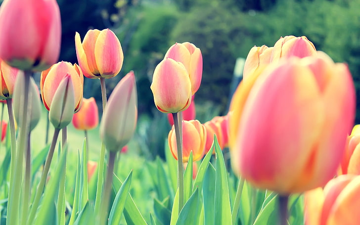tulipany pomarańczowe i różowe, tulipany, holenderski, holenderski, kwiaty, koniczyny, rośliny, Tapety HD