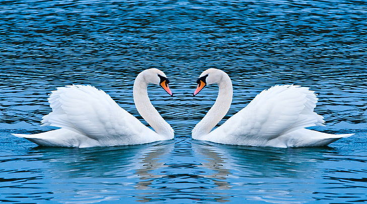 Two Swans, two white swans, Love, Swans, mute swan, white swan, HD wallpaper