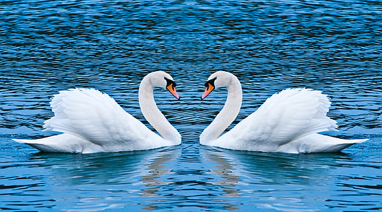 Två svanar, två vita svanar, kärlek, svanar, stum svan, vit svan, HD tapet HD wallpaper