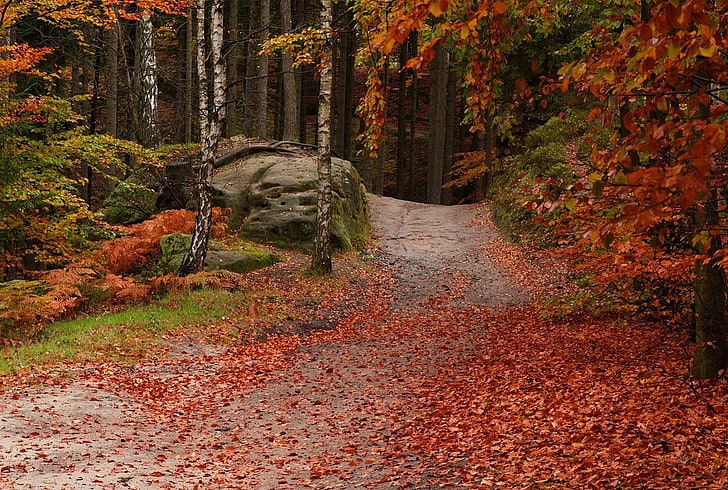 duas galinhas marrons e pretas, floresta, caminho, folhas, outono, árvores, vermelho, verde, natureza, paisagem, HD papel de parede
