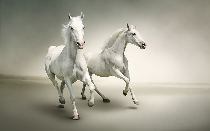 2014 Chinese New Year of the Horse Wallpaper 08, two white horses, HD wallpaper