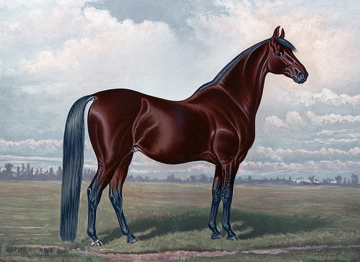 binatang, Brown, Equine, kuda, lukisan, model tahun, Wallpaper HD