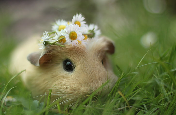 brown hamster, grass, macro, flowers, chamomile, muzzle, wreath, sea, pig, rodent, HD wallpaper