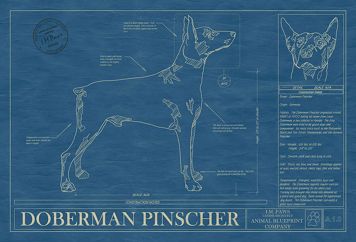 Doberman, anjing, anjing, Pinscher, Wallpaper HD