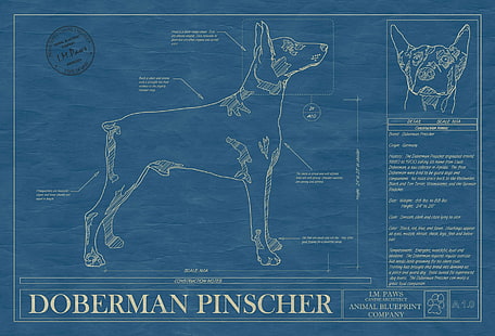 Doberman, cane, cani, Pinscher, Sfondo HD HD wallpaper
