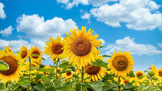 Feld, Himmel, Sonnenblumen, HD-Hintergrundbild HD wallpaper