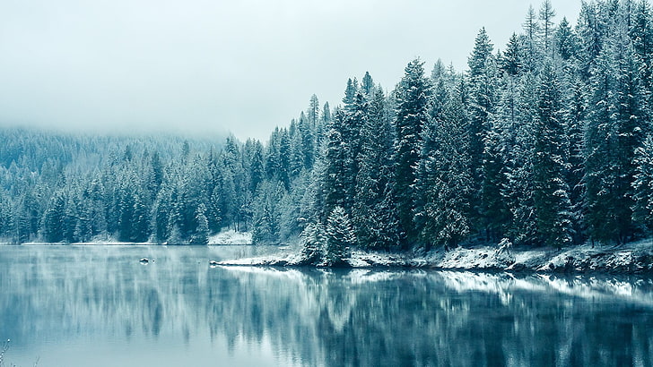 зелени борови дървета и водно тяло, зелени борови дървета до водно тяло, сняг, езеро, природа, дълбочина на полето, дървета, зима, пейзаж, вода, отражение, тюркоаз, HD тапет