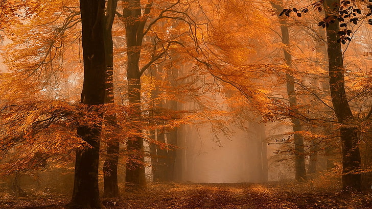 árbol de arce, naturaleza, paisaje, bosque, otoño, niebla, camino, ámbar, hojas, árboles, atmósfera, luz del día, mañana, Fondo de pantalla HD