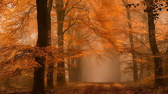 Ahornbaum, Natur, Landschaft, Wald, Herbst, Nebel, Pfad, Bernstein, Blätter, Bäume, Atmosphäre, Tageslicht, Morgen, HD-Hintergrundbild HD wallpaper