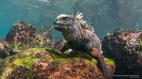 Iguana marina, Isole Galapagos, Ecuador, Animali, Sfondo HD HD wallpaper