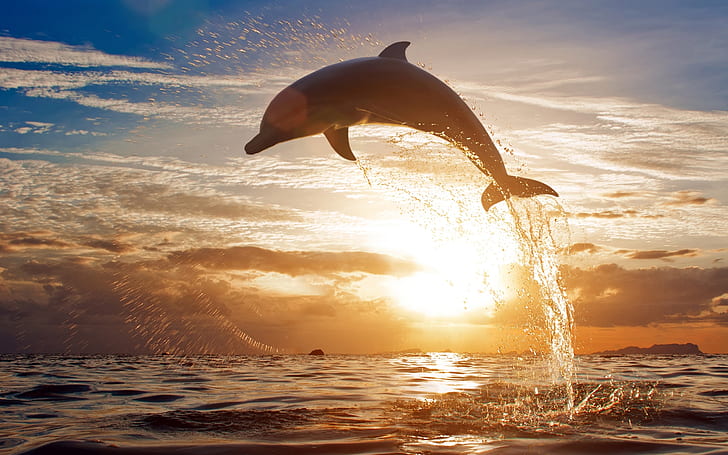 Splashing sea waves of dolphins jumping in the sunset, Splashing, Sea, Waves, Dolphins, Jumping, Sunset, HD wallpaper