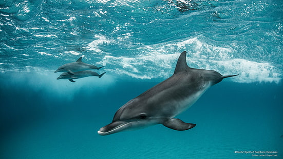 Делфини в Атлантическия океан, Бахами, океански живот, HD тапет HD wallpaper
