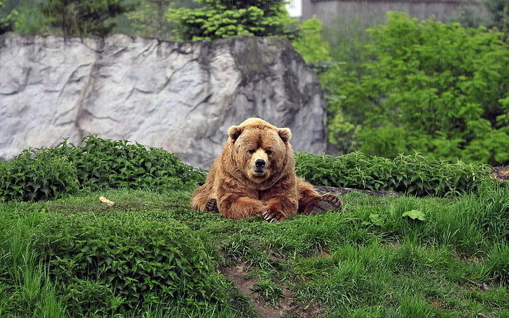 niedźwiedź brunatny, zwierzęta, niedźwiedzie, Tapety HD