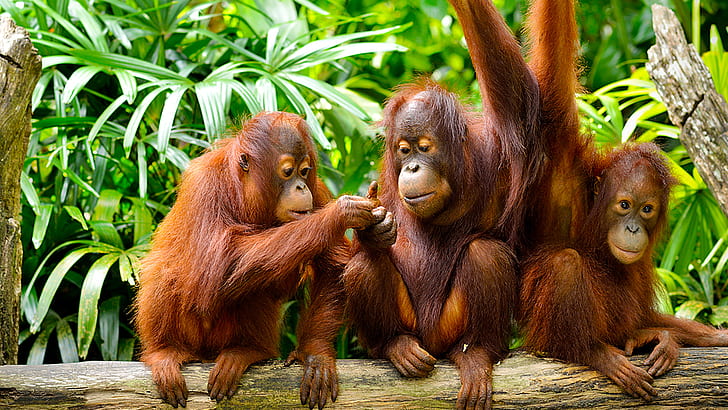 Джунгли и остров Борнео Малайзия Симпатичная семья орангутанов Hd Обои 1920 × 1080, HD обои