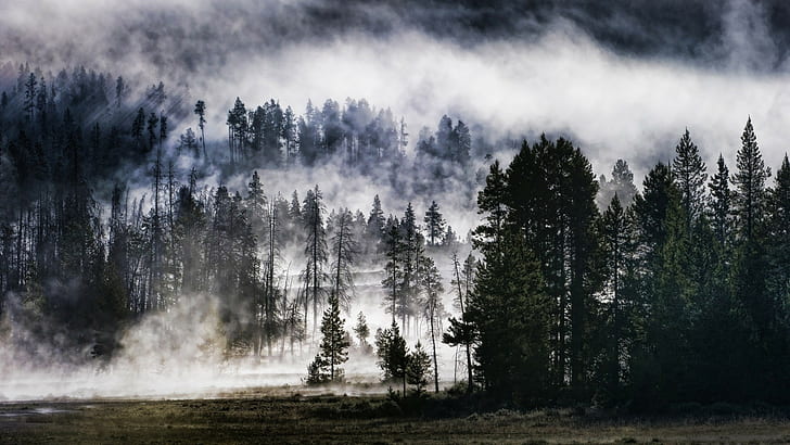 Nebel Nebel Bäume Wald HD, Natur, Bäume, Wald, Nebel, Nebel, HD-Hintergrundbild