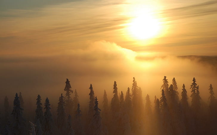 Fog Ekstrim Di Hutan Di Musim Dingin, hutan, musim dingin, matahari terbit, alam, dan lanskap, Wallpaper HD