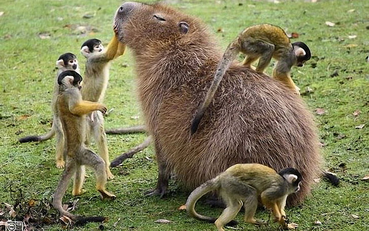 Zwierzę, Kapibara, Tapety HD