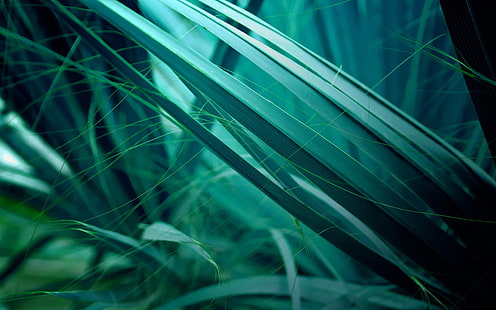 วอลล์เปเปอร์ดิจิตอลพืชใบสีเขียว, หญ้า, มาโคร, พืช, ธรรมชาติ, สีเขียว, สีฟ้า, สีเขียวขุ่น, วอลล์เปเปอร์ HD HD wallpaper