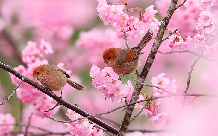 Dois pássaros, ramos, flores cor de rosa, primavera, dois, pássaros, ramos, rosa, flores, primavera, HD papel de parede