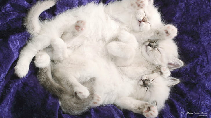 Three Sleepy Birman Kittens, Cats, HD wallpaper
