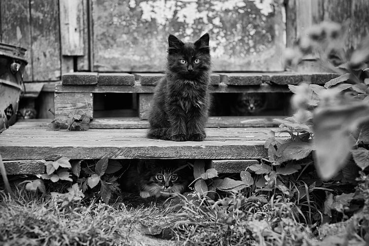 svart och grått träbord, natur, djur, katt, svartvitt, HD tapet