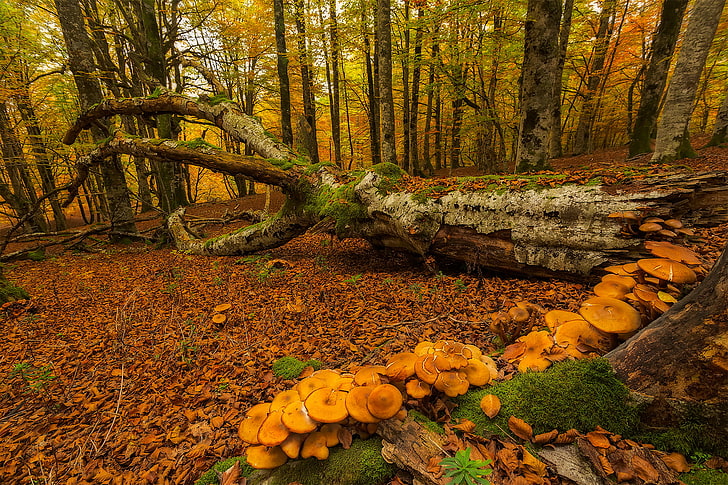 осень, лес, деревья, грибы, мох, Испания, Страна Басков, Урабайн, HD обои