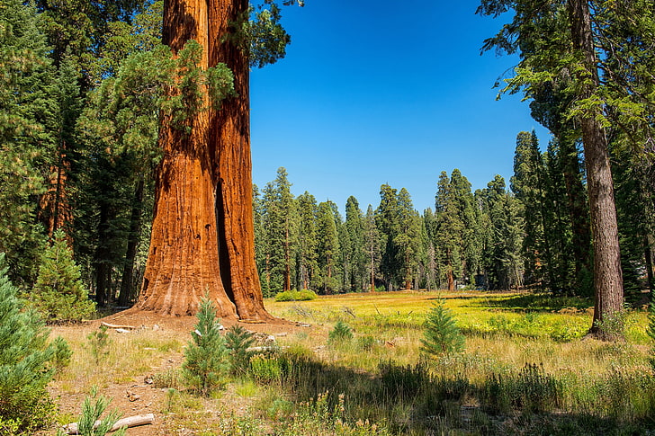 zielone drzewa liściaste, jesień, las, trawa, słońce, drzewa, USA, brzeg, Sequoia i Kings National Park, Tapety HD