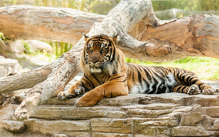 oranye dan harimau hitam, harimau, binatang, kucing besar, Wallpaper HD