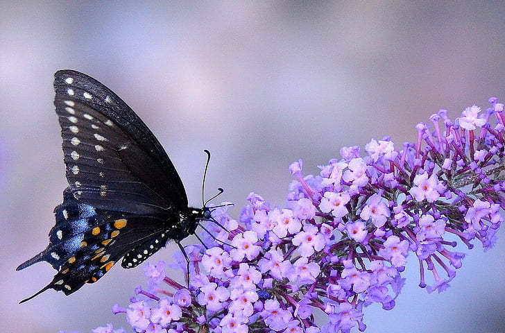 животные, макро, насекомое, бабочка, цветы, фиолетовые цветы, HD обои