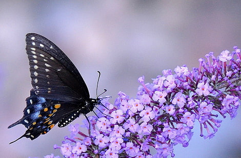 animali, macro, insetto, farfalla, fiori, fiori viola, Sfondo HD HD wallpaper