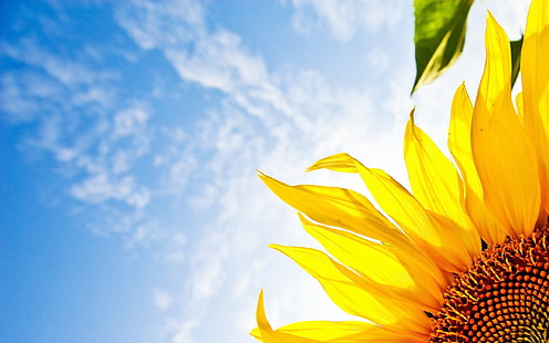 Sunflower, blue sky, Sunflower, Blue, Sky, HD wallpaper HD wallpaper