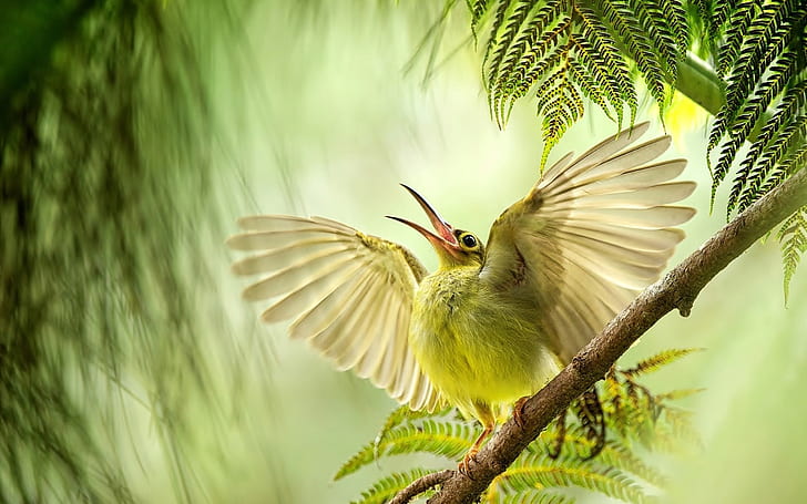 beak, bird, branch, wings, wingspan, HD wallpaper