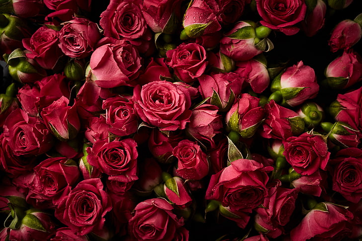 red roses, flowers, background, roses, red, buds, fresh, natural, HD wallpaper