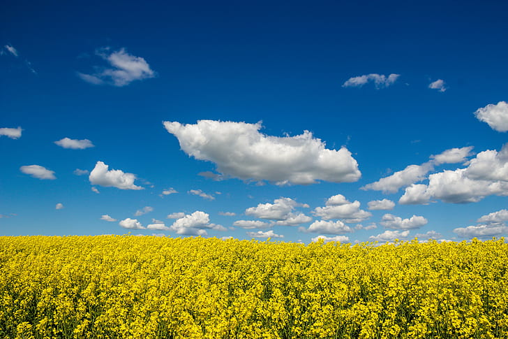黄色の花畑の風景写真、田舎、風景、写真、黄色、花畑、雲、ヒンメル、風景、ランドスケープ、ラップ、空、スコーネ、キャノーラ、フェルト、モルン、青、自然、農業、アブラナ、夏、フィールド、田園風景、雲-空、屋外、春、 HDデスクトップの壁紙