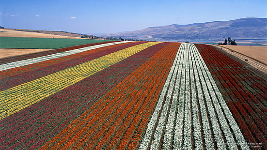 Florescendo flores, vale de Jezreel, Israel, primavera / verão, HD papel de parede HD wallpaper