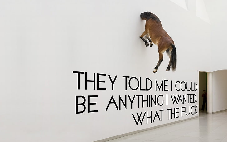 white text wall wtf funny typography horses 1920x1200  Animals Horses HD Art , white, text, HD wallpaper