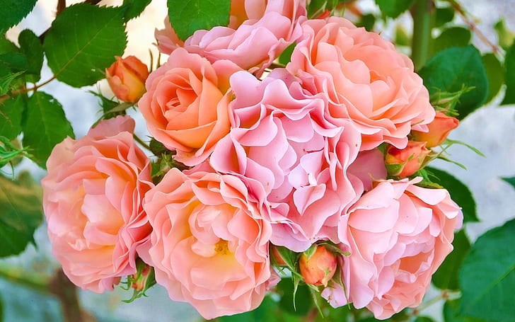 Розовые розы, лепестки, бутоны, розовые и оранжевые цветки с лепестками, Розы, розы, цветы, лепестки, бутоны, HD обои