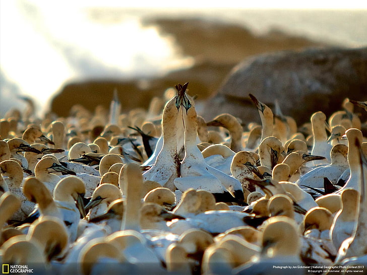 Cape Gannets in Love-National Geographic Wallpaper, group of white-and-brown goose, HD wallpaper