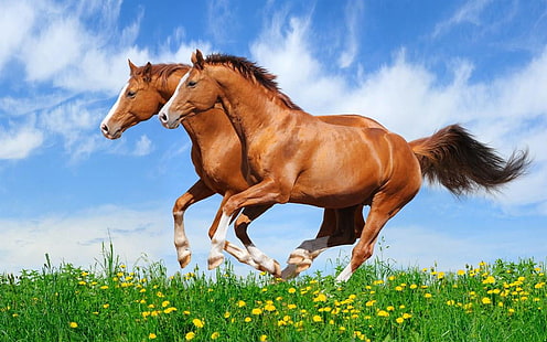 اثنين من الخيول الحمراء يركضون في حقل مع العشب الأخضر ، خلفية عالية الدقة لسطح المكتب، خلفية HD HD wallpaper