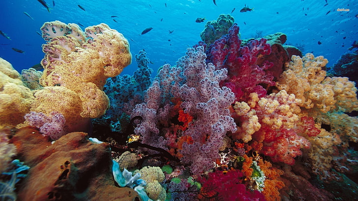pink and beige corals, underwater, sea, coral, fish, HD wallpaper