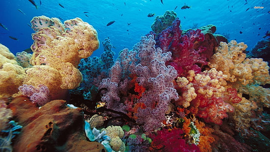 розови и бежови корали, под вода, море, корали, риби, HD тапет HD wallpaper
