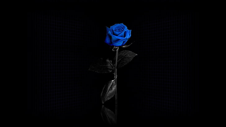 синя роза, синя роза, цветя, минимализъм, селективно оцветяване, прост фон, сини цветя, HD тапет