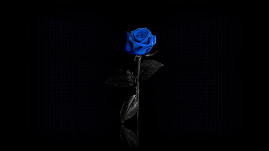 blå ros, blå ros, blommor, minimalism, selektiv färgning, enkel bakgrund, blå blommor, HD tapet HD wallpaper
