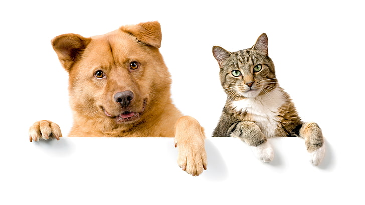 개와 고양이가 함께 재미있는 그림, HD 배경 화면