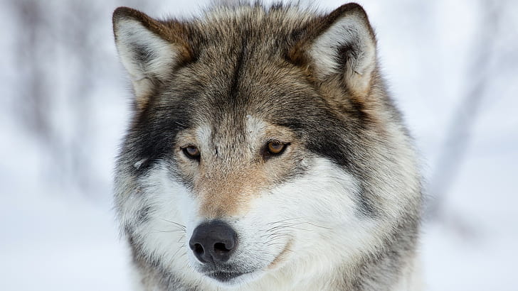 binatang, serigala, salju, Wallpaper HD