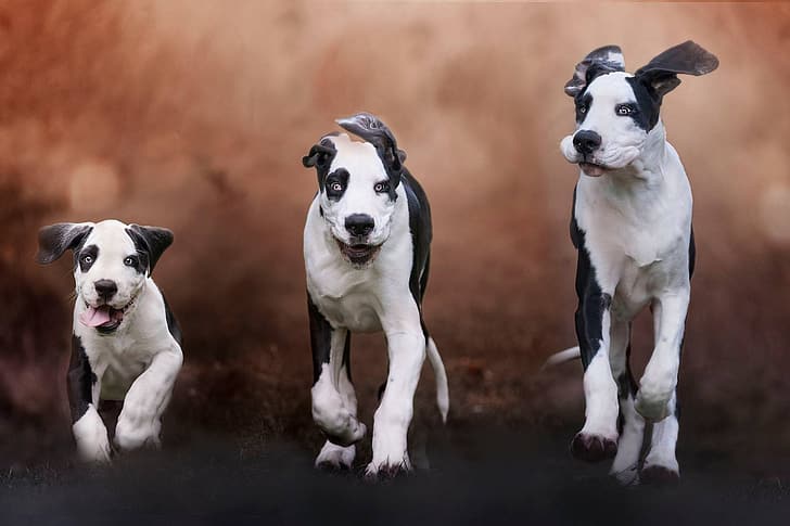 Hunde, Hintergrund, Welpe, Familie, Dreifaltigkeit, HD-Hintergrundbild
