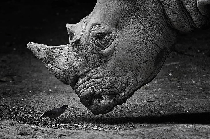 Animal, Rhino, Bird, Black & White, Close-Up, Wildlife, HD wallpaper