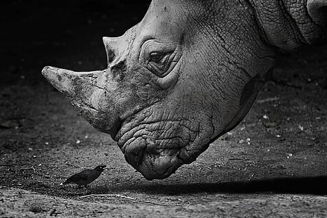Animale, rinoceronte, uccello, bianco e nero, primo piano, fauna selvatica, Sfondo HD HD wallpaper