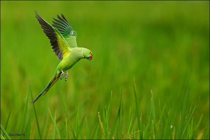 緑の草の近くを飛ぶ緑のインコ、 HDデスクトップの壁紙